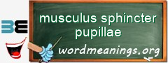 WordMeaning blackboard for musculus sphincter pupillae